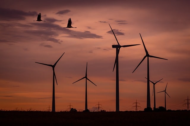 wind-park-sunset-birds-wind-energy