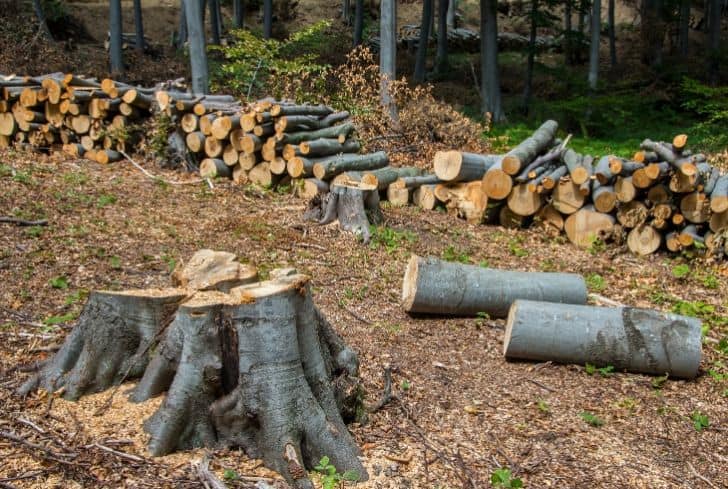 deforestation-trees-forests-logging