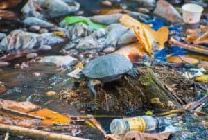 turtle-in-water-pollution-plastic-bottles