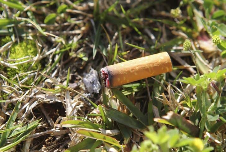 cigarette-butt-ground-soil-pollution