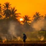 photo-farmers-burn-rice-fields-rice