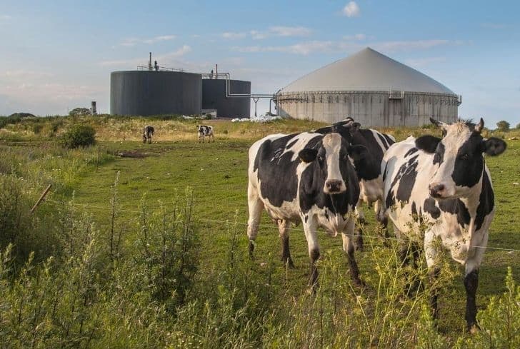 biogas-plant-with-cows