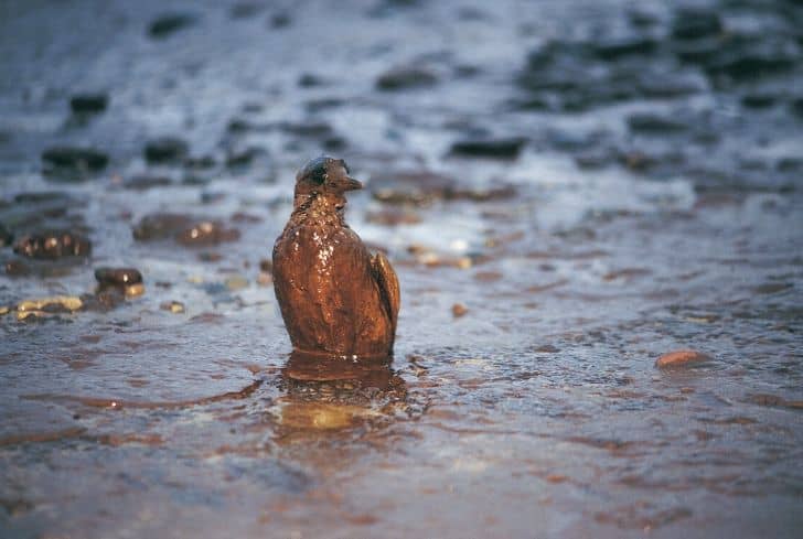 oil-spill-bird-pollution