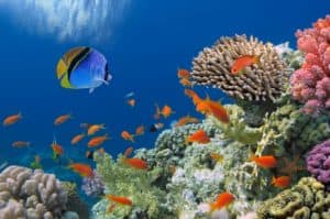 photo-tropical-fish-on-coral-reef-biodiversity