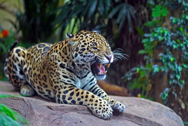Amur-leopard