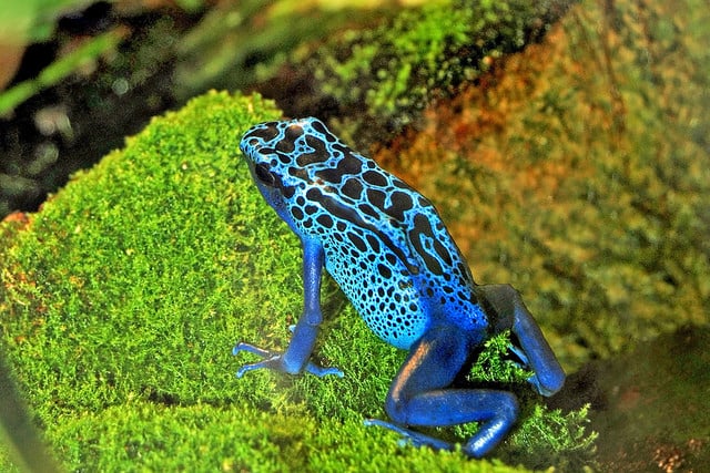 Poison-Dart-Frog