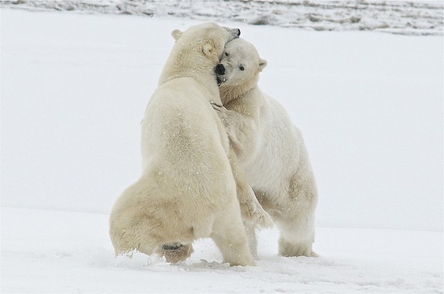 Polar_bear_tundra