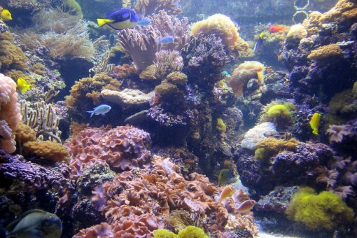 pacific-coral-reef