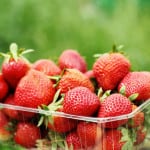strawberries-in-organic-farm