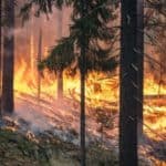 wildfires-fires-bushfire-forest
