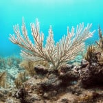 coral-bleaching