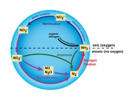 nitrogen-cycle-1