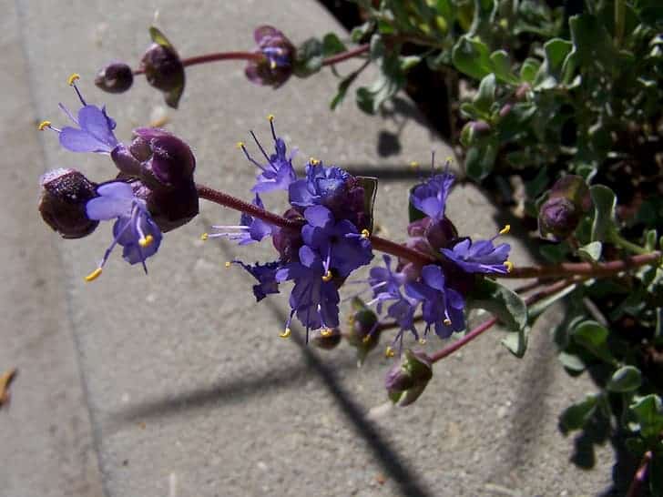 Desert-sage-Salvia dorrii