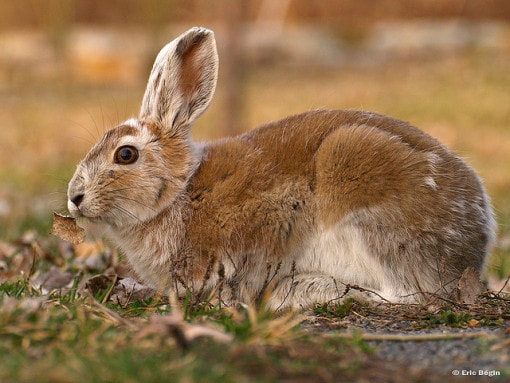 snowshoe-rabbit