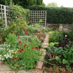 small-organic-garden