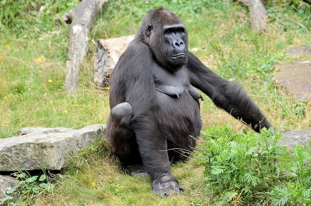 gorilla-monkey-wildlife-primate