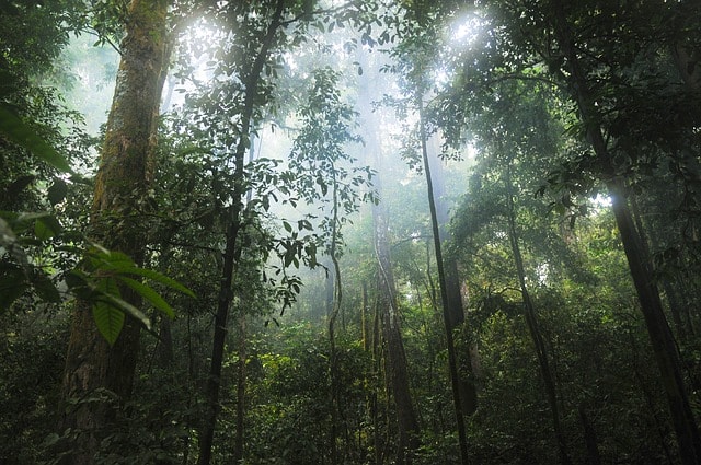 jungle-rainforest-trees-green-nature