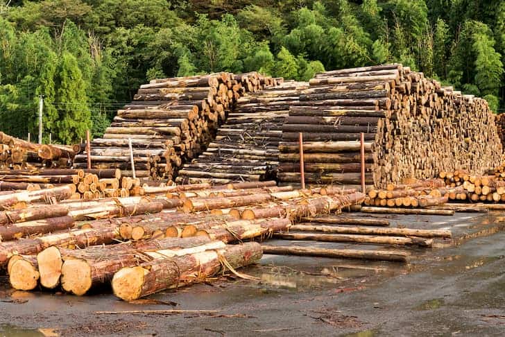 photo-pine-timbers-stacked-at-lumber-deforestation