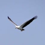 sea-eagle-eagle-white-bellied