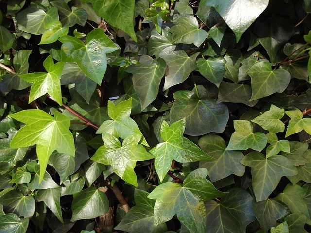 ivy-ivy-leaves-climber-hedera-helix