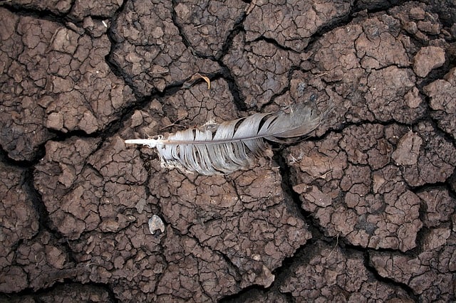 drought-mud-feather-dry-nature-soil-erosion