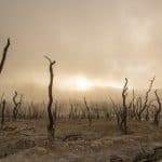 dead-trees-dry-deserted-dead-wood-environmental-disaster