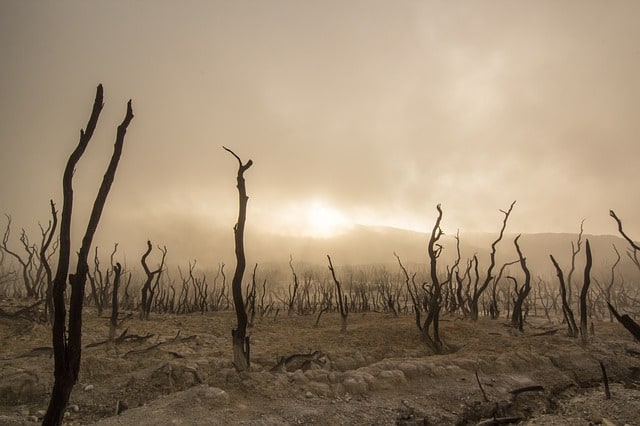 dead-trees-dry-deserted-dead-wood-environmental-disaster