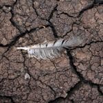 drought-mud-feather-dry-nature-environmental-disaster