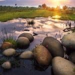 biotope-jungle-habitat-pond-stone