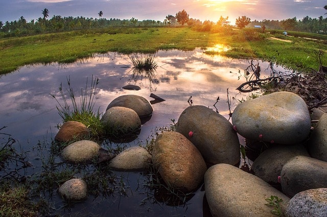 biotope-jungle-habitat-pond-stone
