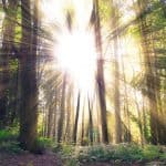 forest-sunlight-trees-woods-earth-friendly