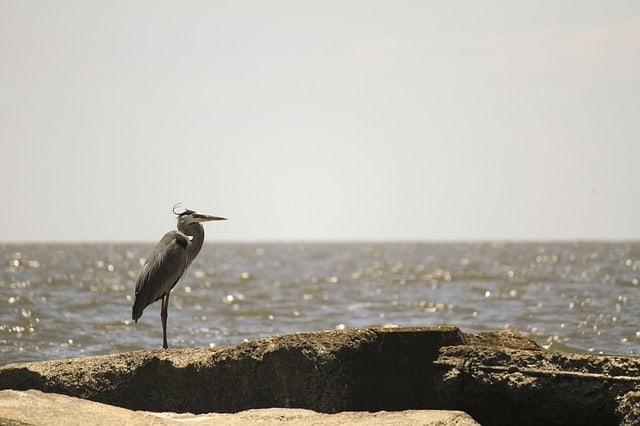 heron-coastal-water-bird-nature-natural-habitat
