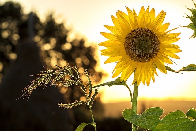sunflower-sun-summer-yellow-nature