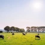 cattle-pasture-cow-farm-animal-overgrazing