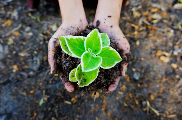 seedling-soil-green-plant-ecology