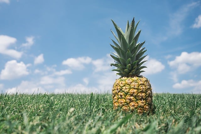 pineapple-field-hospitality-welcome-organic-farming