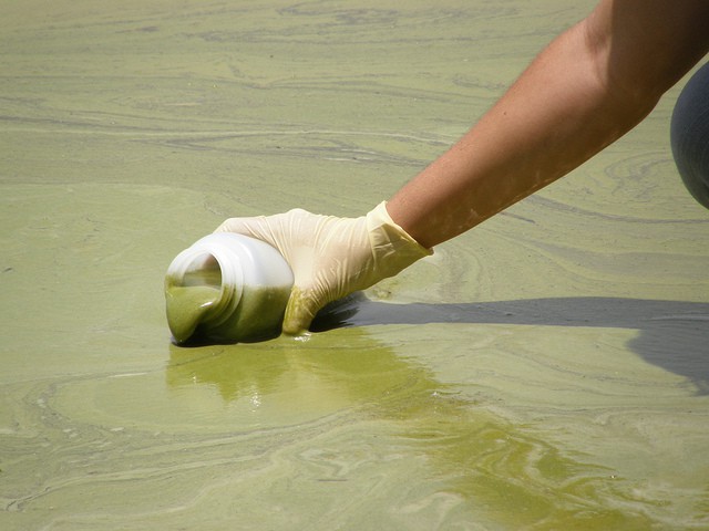 green-algal-bloom