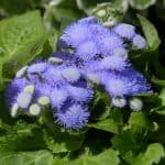 ageratum-houstonianum-blueme-blossom