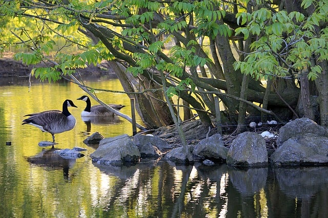 canadian-goose-goose-geese-bird-biodiversity