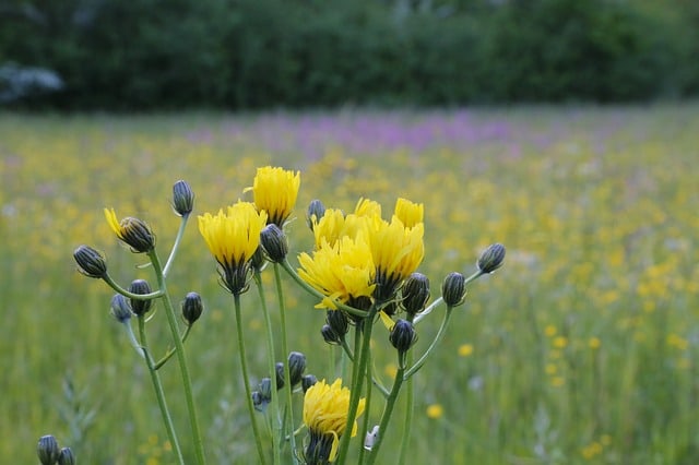 flower-wild-flower-meadow-biodiversity