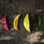save-leaves-green-ecology