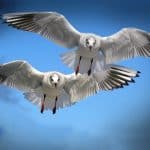 gulls-birds-fly-water-bird