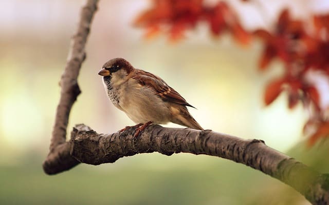 sparrow-tree-branch-bird