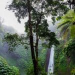 nature-forest-waterfall-jungle