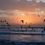 flock-of-white-birds-photo-during-sunset