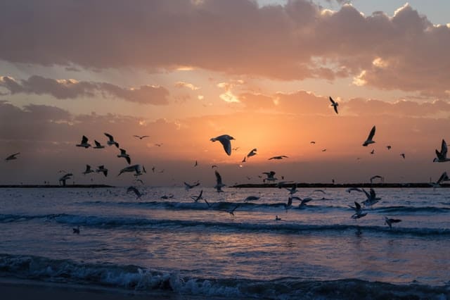 flock-of-white-birds-photo-during-sunset