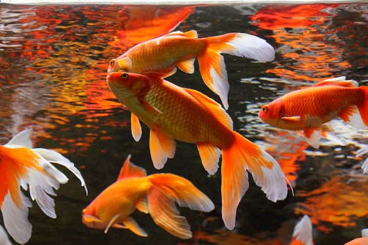 photo-golden-fishes-aquaculture