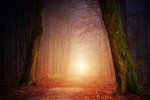 nature-wood-tree-light-sun-fog