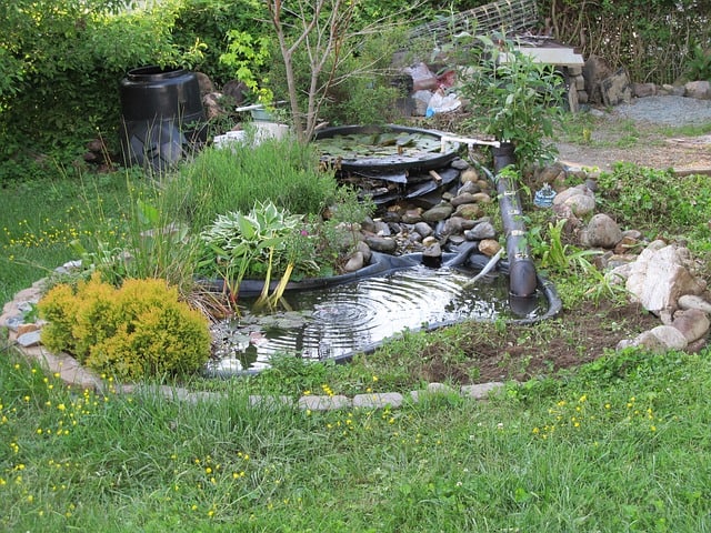 pond-backyard-garden-water-green