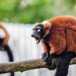 red-ruffed-lemur-wildlife-madagascar